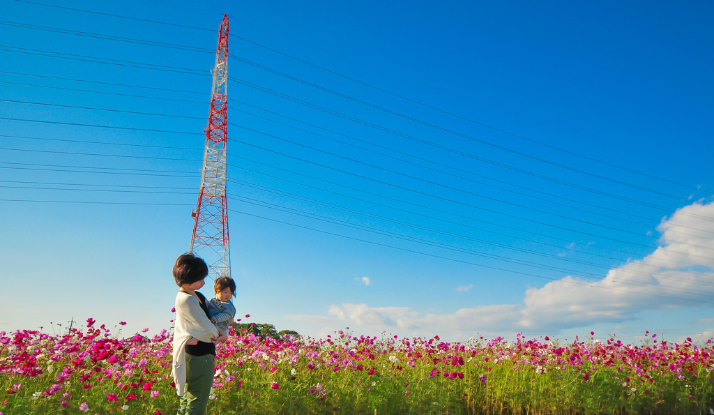 秋桜と空