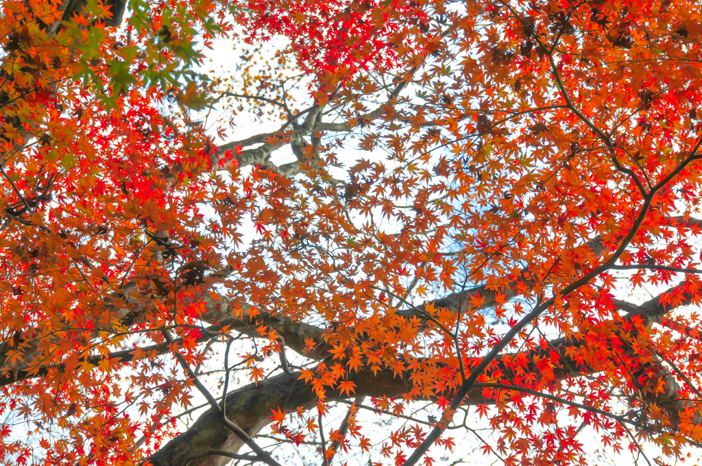 紅葉