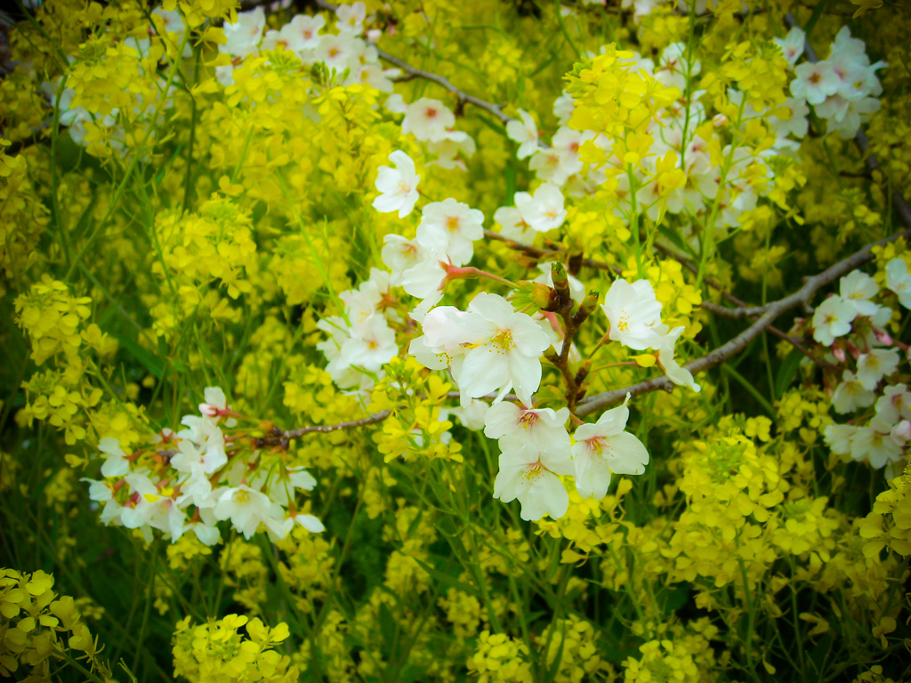 菜桜