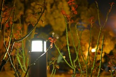 夜の公園にて