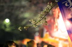 夜桜