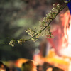 夜桜