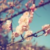 梅の花