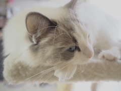 流し目