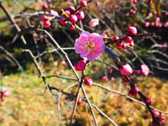 梅の花