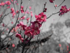 梅