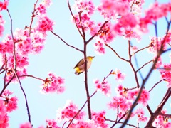 春