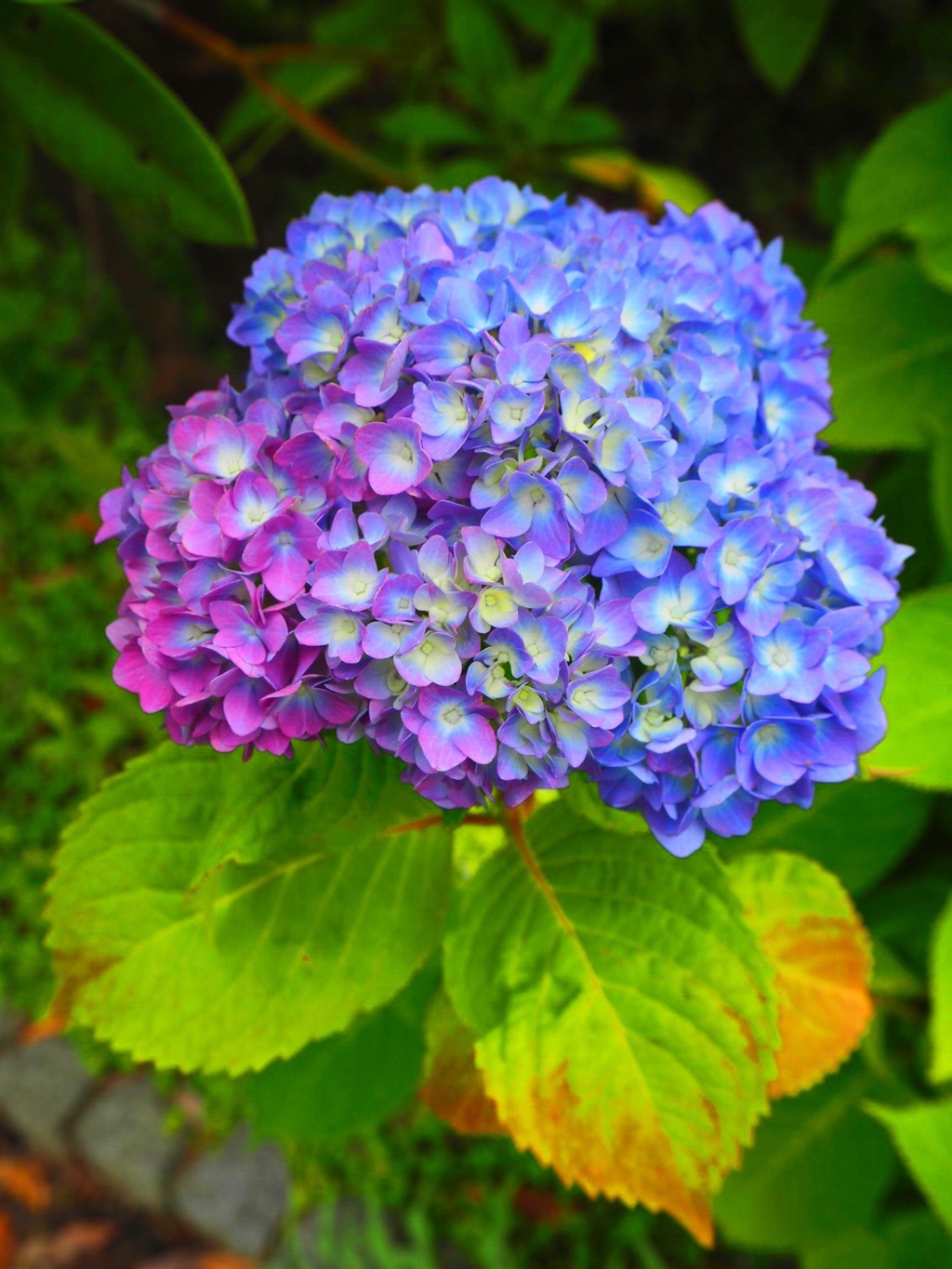 紫陽花