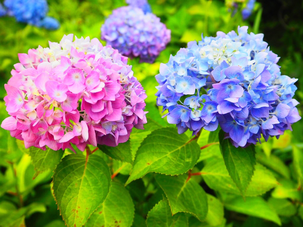 なかよし紫陽花