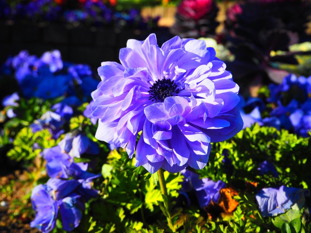purple