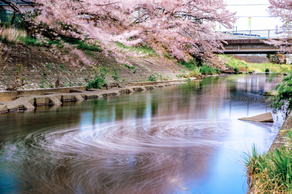 桜スパイラル