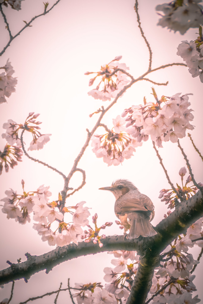 春色のヒヨドリ