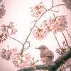 春色のヒヨドリ