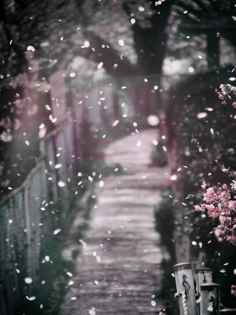 桜吹雪