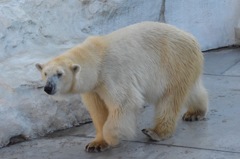 シロクマ 上野動物園