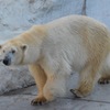 シロクマ 上野動物園