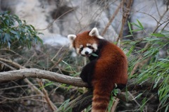 レッサーパンダ 多摩動物園