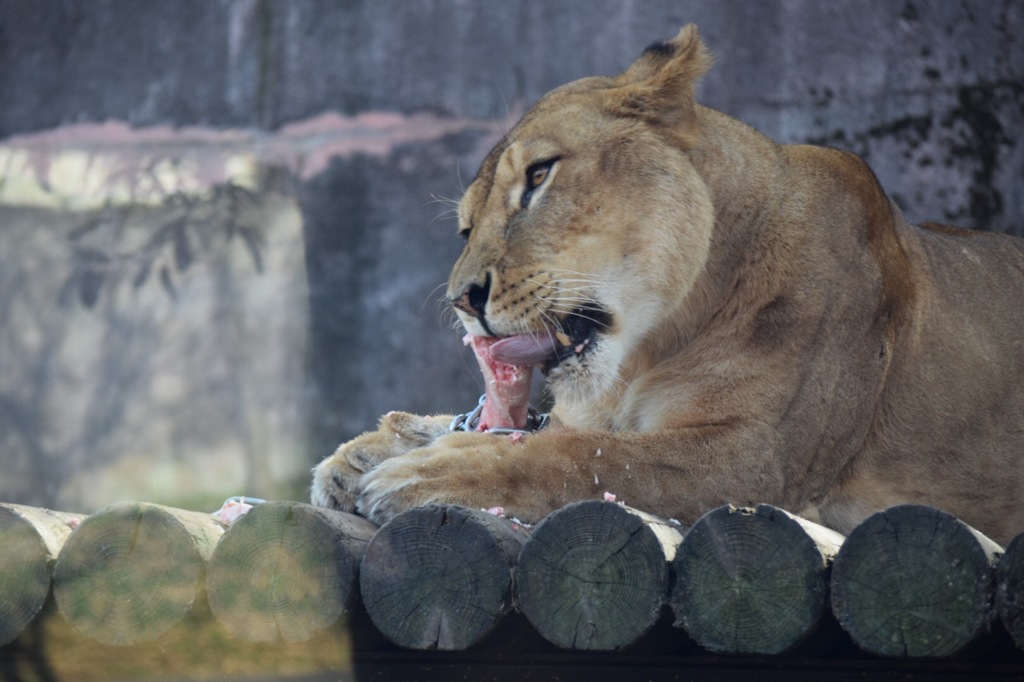 ライオン 多摩動物園