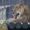 ライオン 多摩動物園