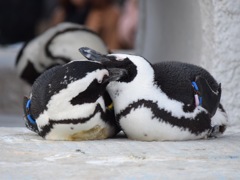 ペンギン 上野動物園