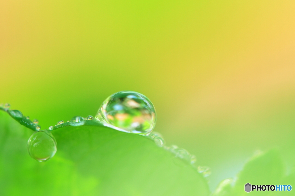 水玉