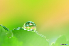 水玉