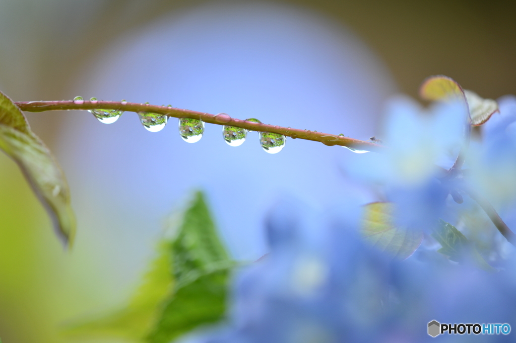 梅雨の楽しみ。