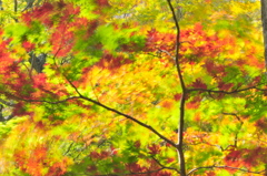 踊る紅葉 Ⅱ