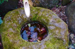 浮かぶ花びら