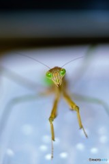 カマキリ