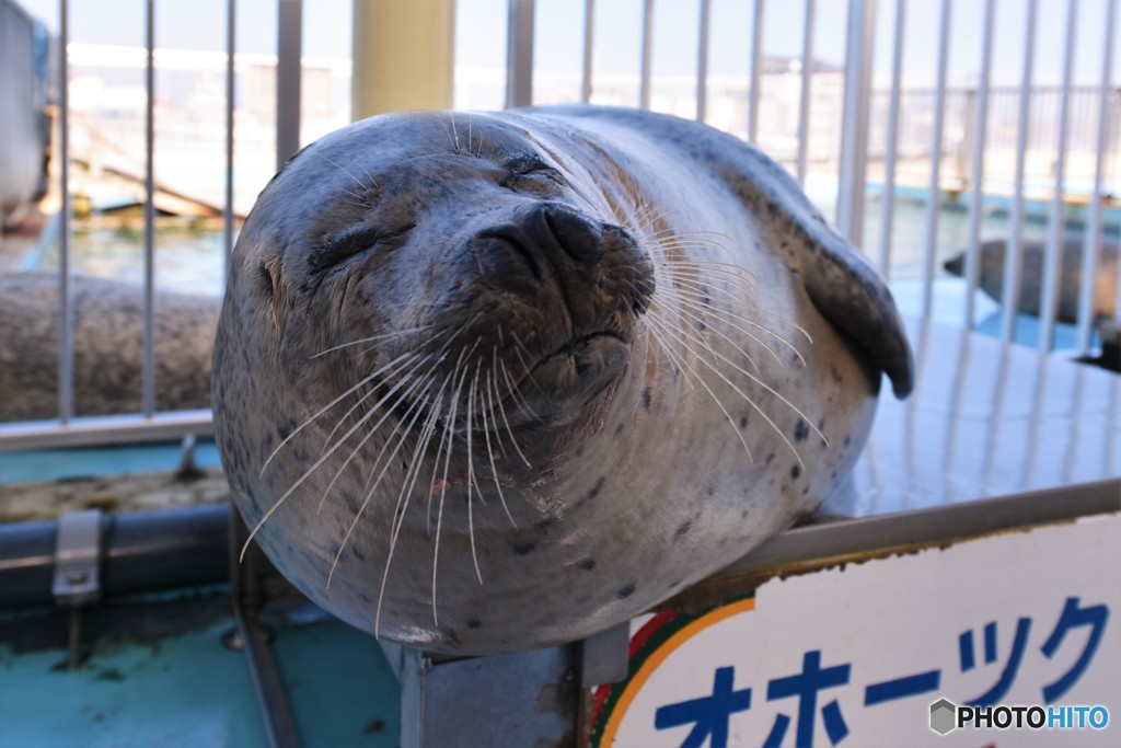 ゴマチャン１