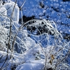 【氷雪の舞い】