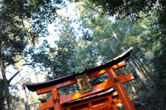 木々のなかに