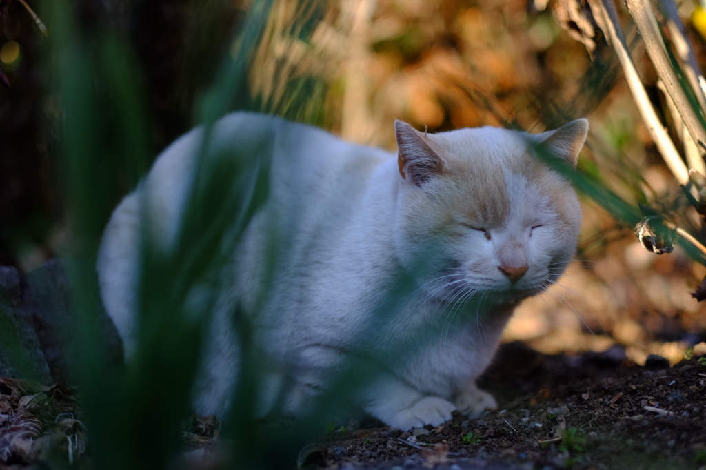 眠い