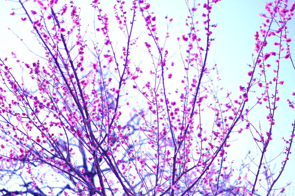 梅の花