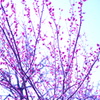 梅の花
