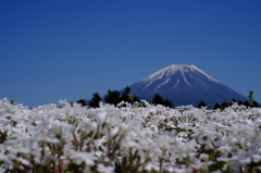 芝桜×富士山