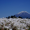芝桜×富士山