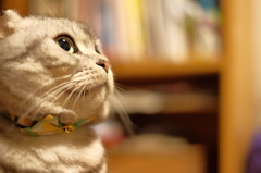 愛猫