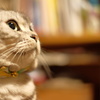愛猫