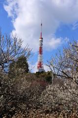 梅越しに見える東京タワー
