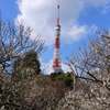 梅越しに見える東京タワー