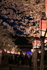夜桜