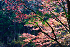楓の森