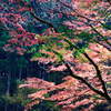 楓の森