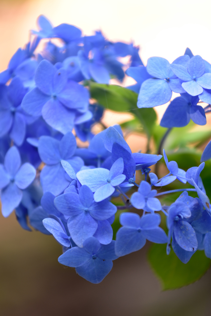 紫陽花_北茨城