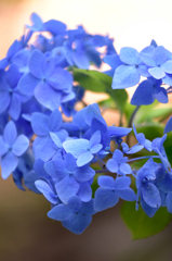 紫陽花_北茨城