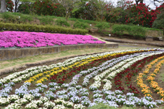 茨城県フラワーパーク　花壇
