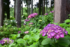 あじさいの森1