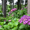 あじさいの森1